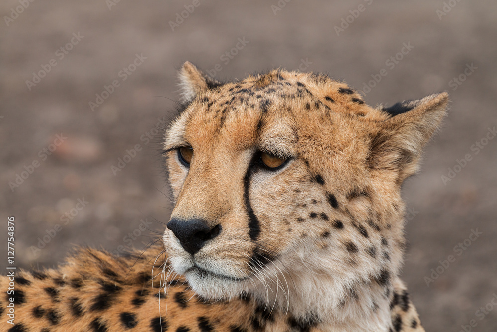 Gepard Portrait Gepard Portrait