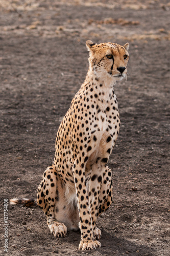 Gepard Portrait © Lightning-World