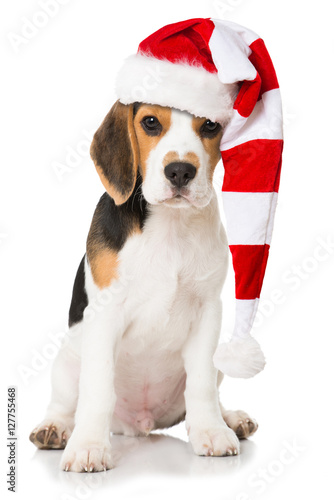 Beagle Welpe mit Weihnachtsmütze © DoraZett