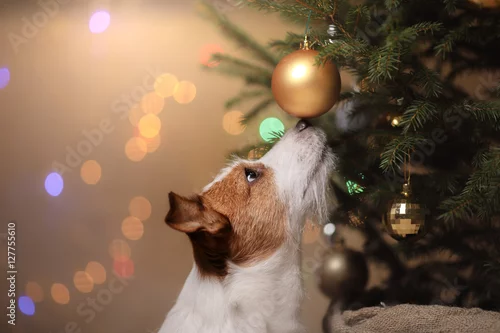 Fototapeta Happy New Year, Christmas, Jack Russell Terrier. holidays and celebration