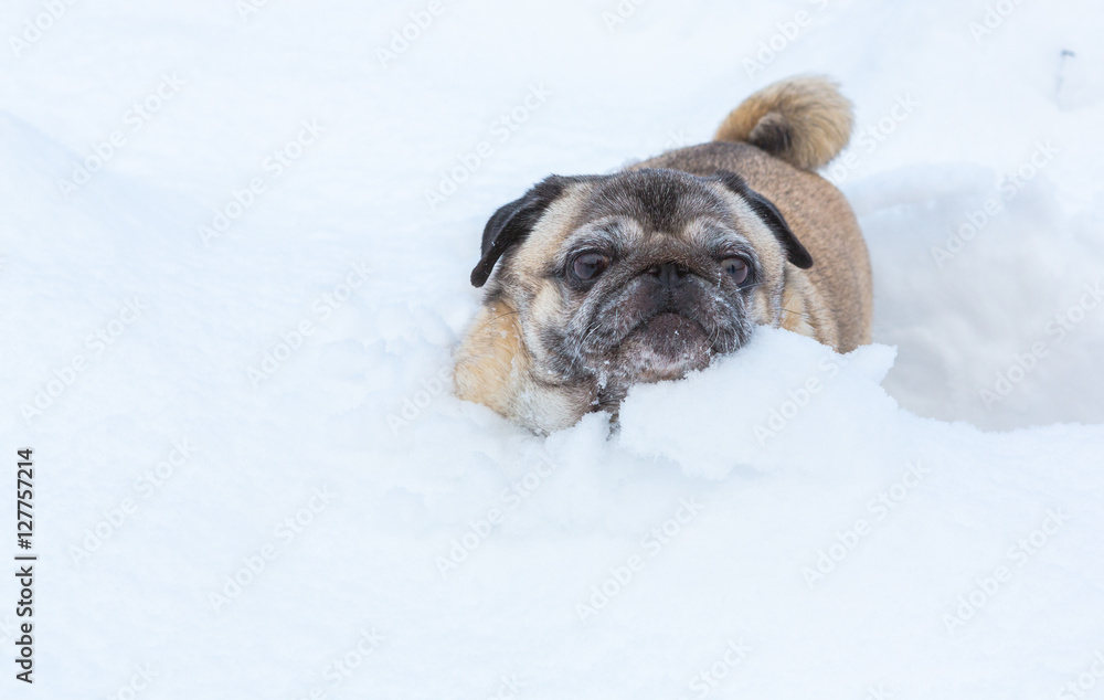 Pug in snow