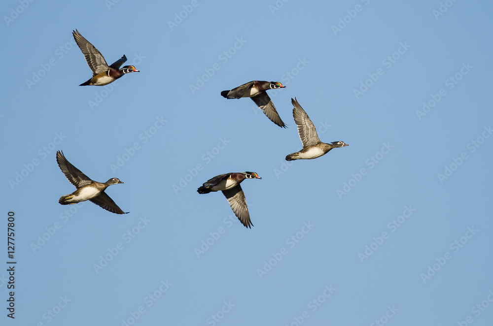 Flock of Wood Ducks Flying in a Blue Sky