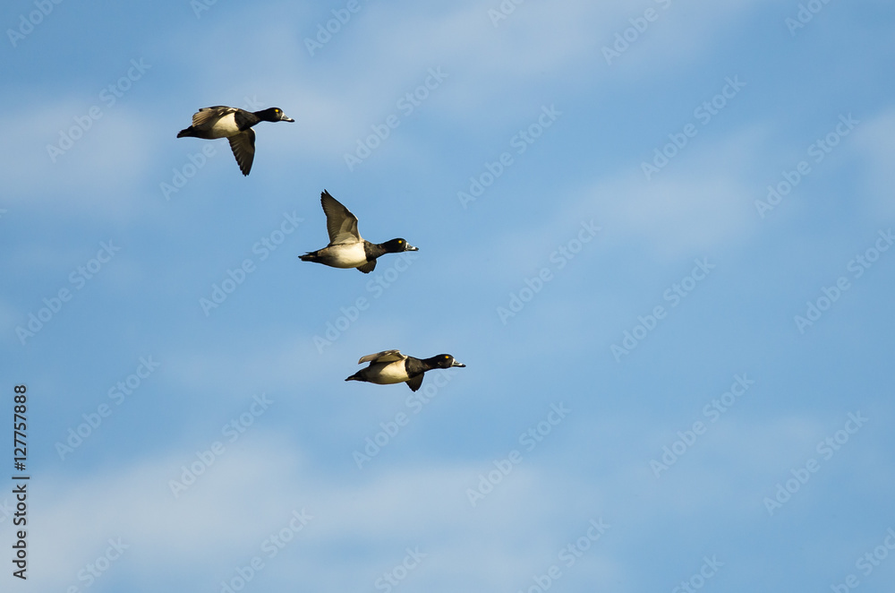 Obraz premium Three Ring-Necked Ducks Flying in a Blue Sky
