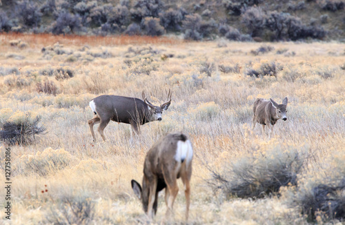 Buck and Doe Deer.