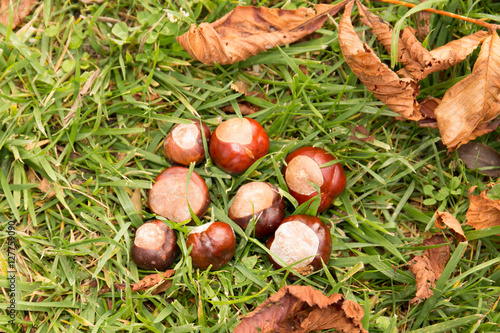 The season of chestnuts. Chestnuts on grass