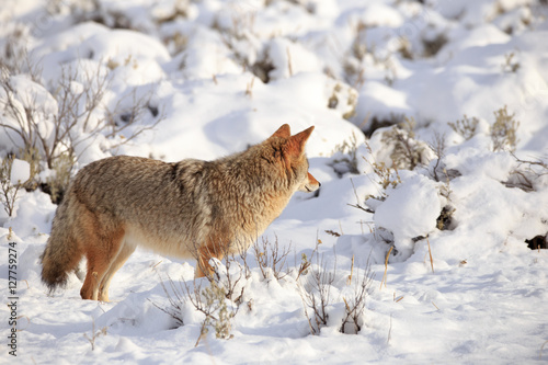Coyote in Yellowstone National Park.
