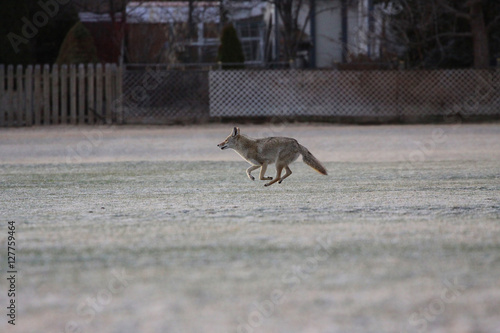 coyote running through suburban field