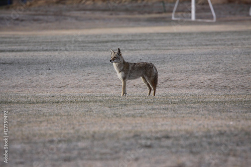 Fényképezés coyote in suburban soccer field
