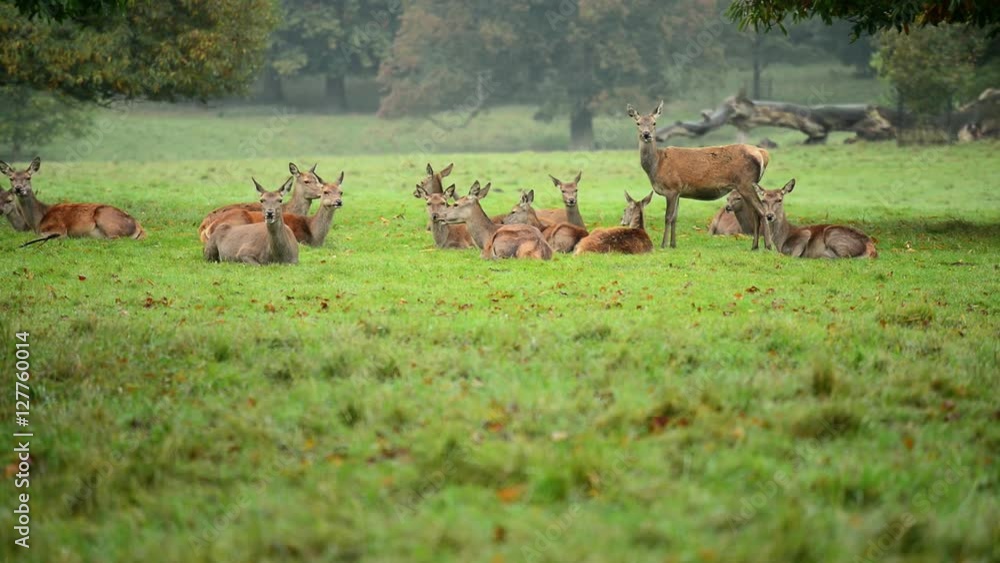 Herd of deer eating and looking at camera. Herd of deer eating and looking at camera.