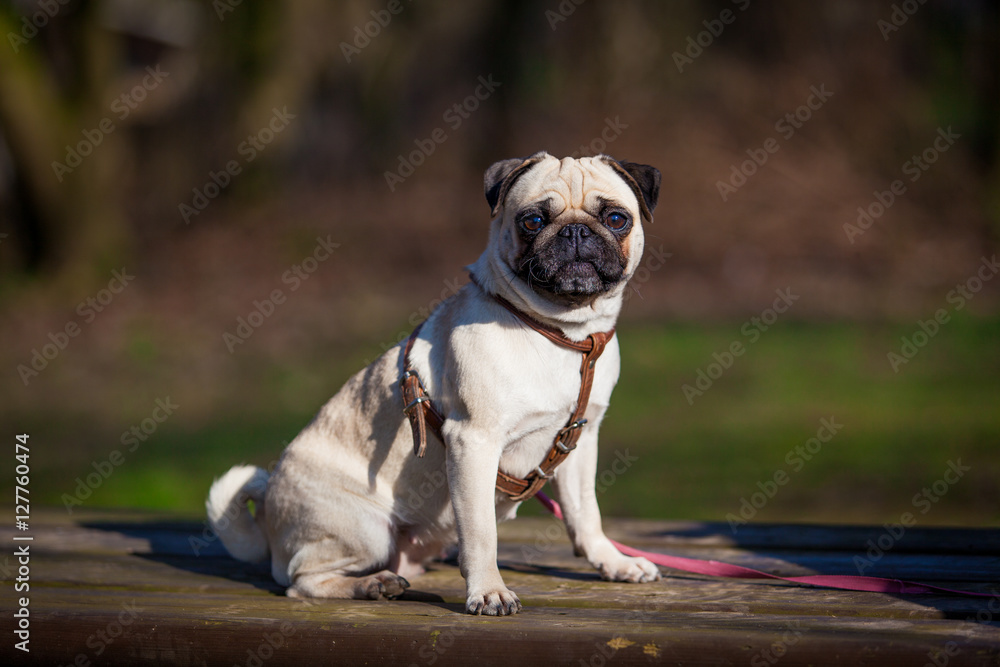 Fototapeta premium Pug dog. dog portrait