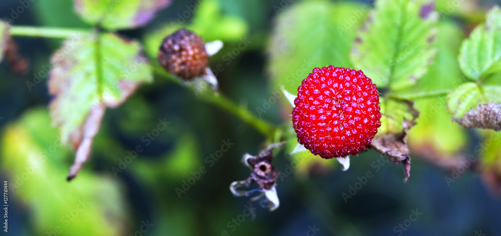Mature fruit of the roseleaf bramble in the forest Mature fruit of the roseleaf bramble in the forest