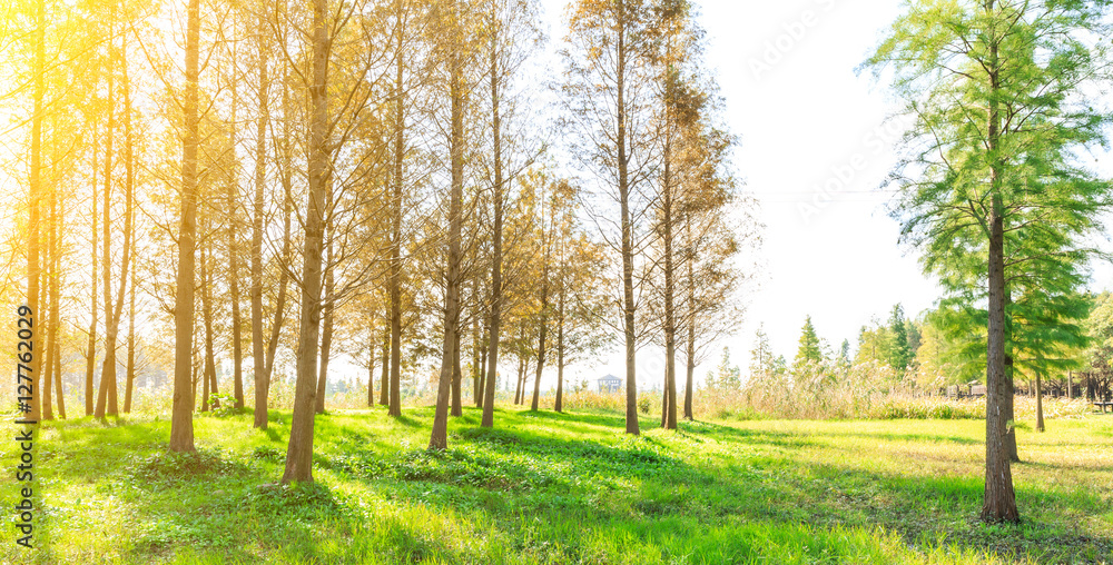 Obraz premium Woods landscape in the fall