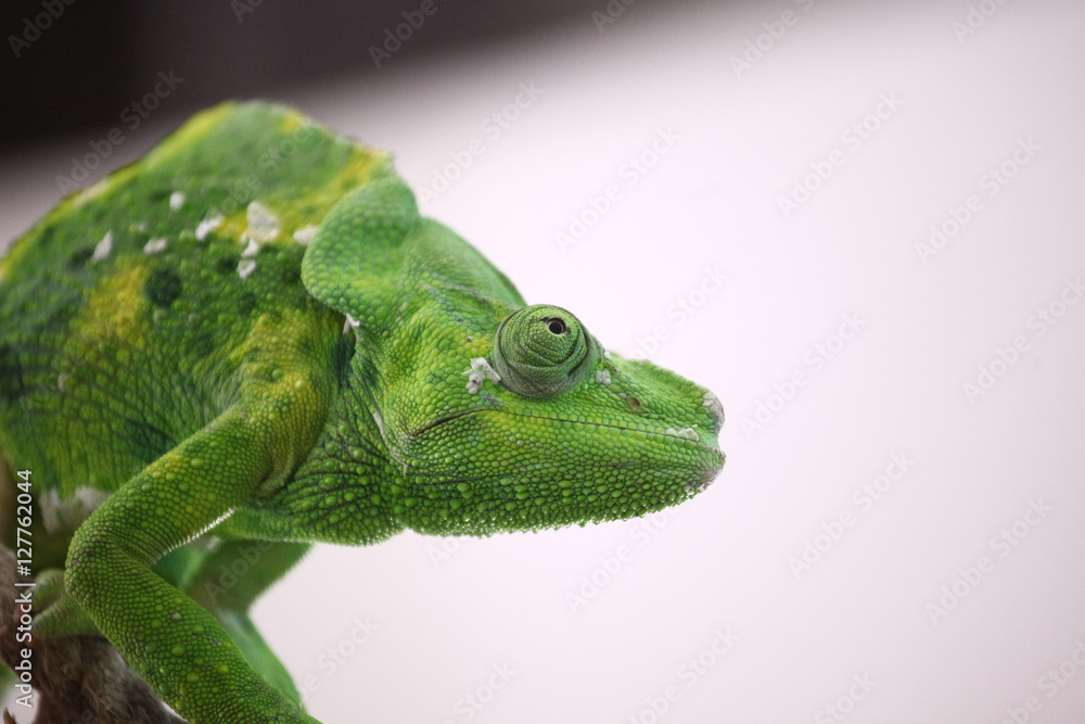 Fototapeta premium Green chameleon