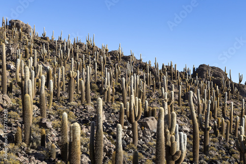 Cactus photo