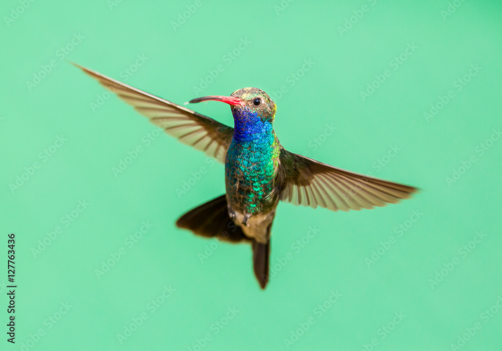 Fototapeta premium Broad Billed Hummingbird. Using different backgrounds the bird becomes more interesting and blends with the colors. These birds are native to Mexico and brighten up most gardens where flowers bloom.