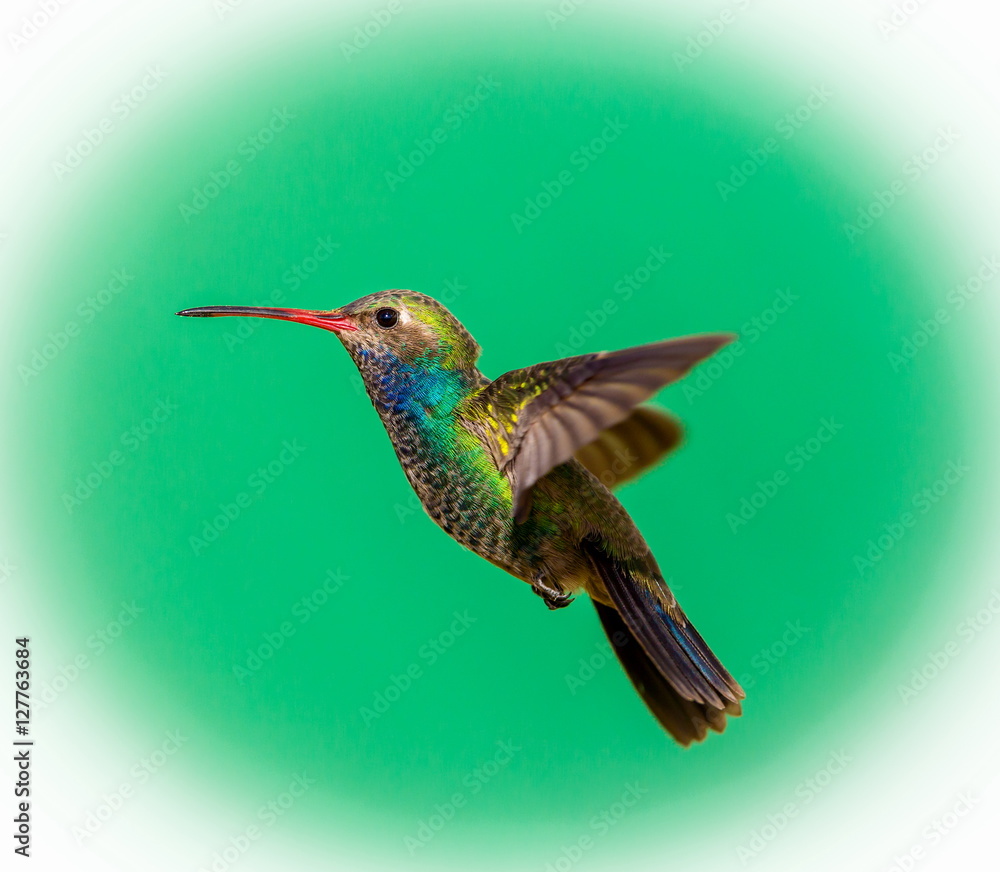 Fototapeta premium Broad Billed Hummingbird. Using different backgrounds the bird becomes more interesting and blends with the colors. These birds are native to Mexico and brighten up most gardens where flowers bloom.