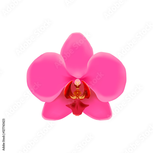 Realistic illustration of pink orchid. © Vikstream