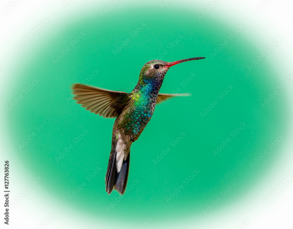 Fototapeta premium Broad Billed Hummingbird. Using different backgrounds the bird becomes more interesting and blends with the colors. These birds are native to Mexico and brighten up most gardens where flowers bloom.