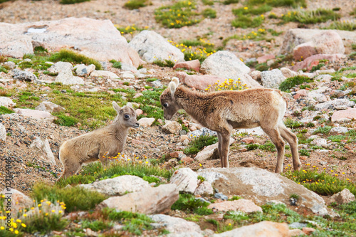 Fotografija Baby Bighorn Sheep on Mount Evans Colorado