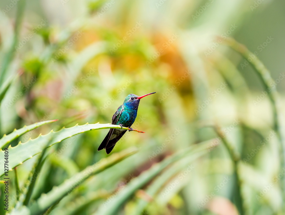 Fototapeta premium Broad Billed Hummingbird. Using different backgrounds the bird becomes more interesting and blends with the colors. These birds are native to Mexico and brighten up most gardens where flowers bloom.