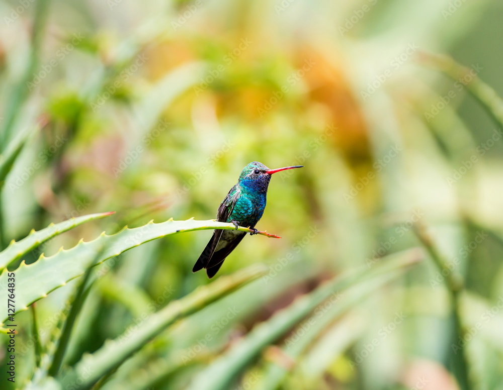 Obraz premium Broad Billed Hummingbird. Using different backgrounds the bird becomes more interesting and blends with the colors. These birds are native to Mexico and brighten up most gardens where flowers bloom.