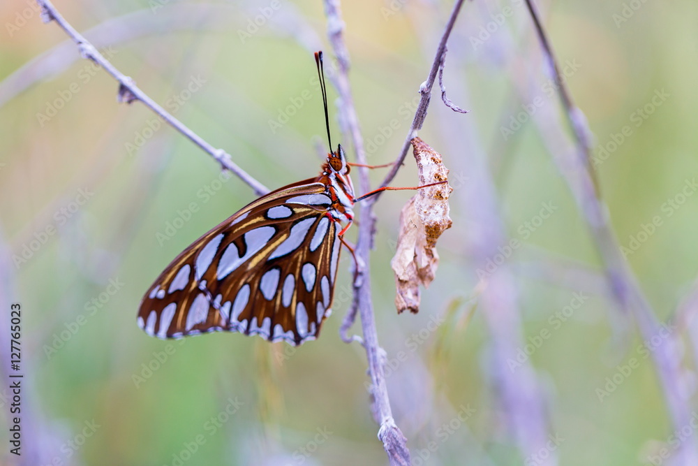 Gulf fritillary butterfly after emerging from cocoon. To become a butterfly, a caterpillar first digests itself groups of cells survive, into eyes, wings, antennae