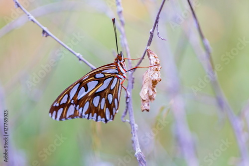 Obraz na płótnie Gulf fritillary butterfly after emerging from cocoon. To become a butterfly, a caterpillar first digests itself groups of cells survive, into eyes, wings, antennae w salonie