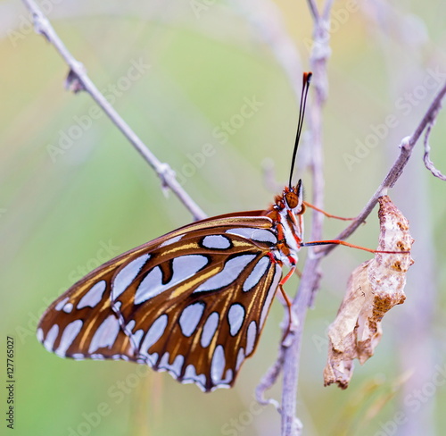 Gulf fritillary butterfly after emerging from cocoon.  To become a butterfly, a caterpillar first digests itself groups of cells survive, into eyes, wings, antennae photo