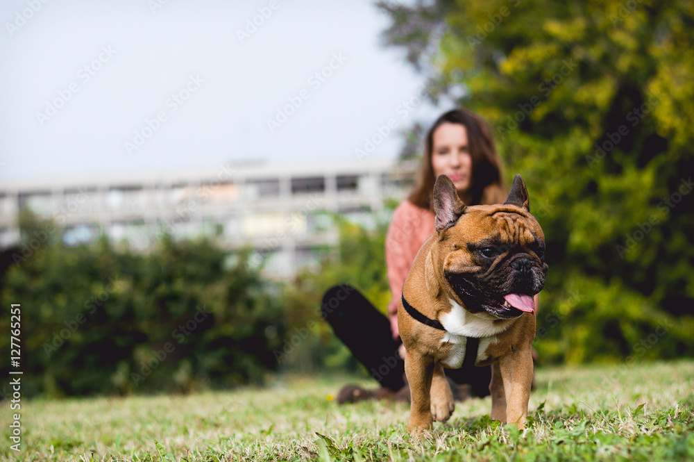 French bulldog playing outside. French bulldog playing outside.