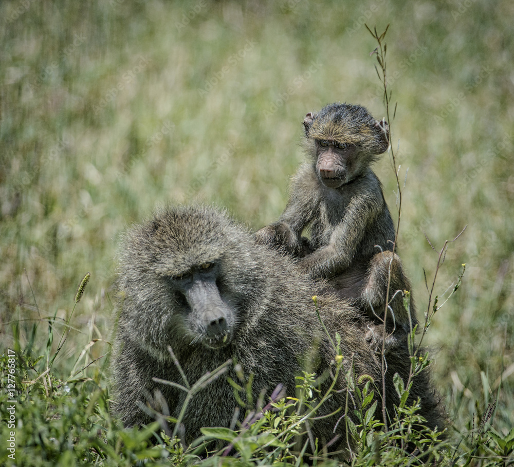 Baby Baboon Riding on Mom, Ngorongoro Crater Baby Baboon Riding on Mom, Ngorongoro Crater