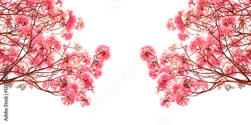 Pink trumpet tree or Rosy trumpet tree, Pink tecoma tree on white background. photo