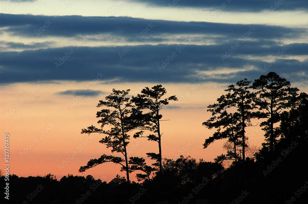 Obraz premium pine tree silhouette against dusk sky