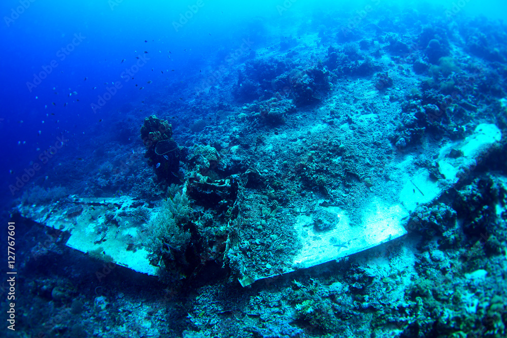 Fototapeta premium インドネシアの水中写真