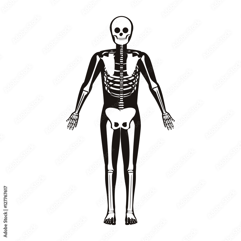 silhouette male system bone with bone vector illustration