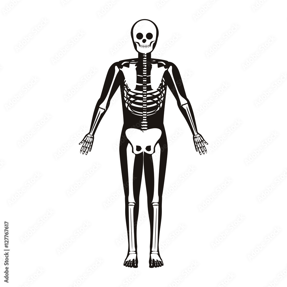 silhouette male system bone with bone vector illustration silhouette male system bone with bone vector illustration