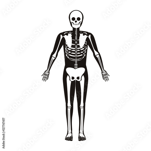 silhouette male system bone with bone vector illustration