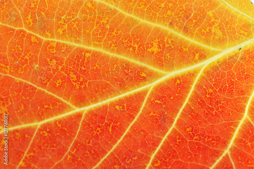 close up on autumn red leaf texture