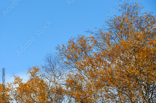 autumn tree in red against blue sky