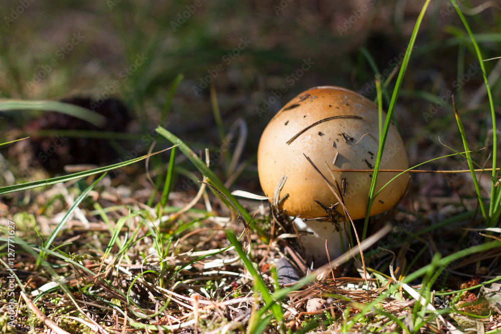russula, mushroom with a yellow hat in the grass russula, mushroom with a yellow hat in the grass