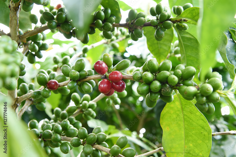 Coffee beans ripening on a tree.