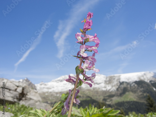 Fumaria officinalis (common fumitory, drug fumitory or earth smoke) is a herbaceous annual flowering plant growing in Western and Central Europe. Flower located on Italian Alps. photo