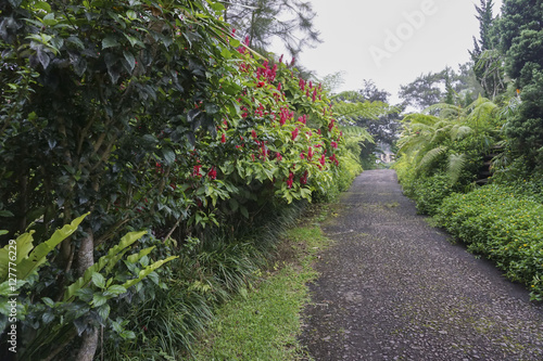 Beautiful green garden in Indonesia.