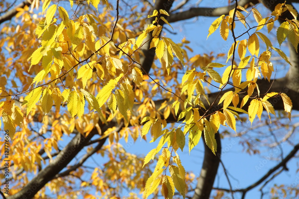 Fototapeta premium ケヤキの紅葉