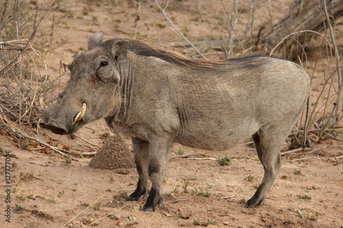 Warthog (Phacochoerus africanus) - Sabi Sands Game Reserve, South Africa