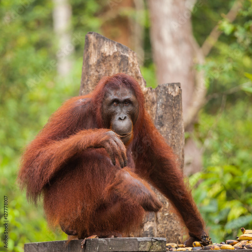 orangutan in nature