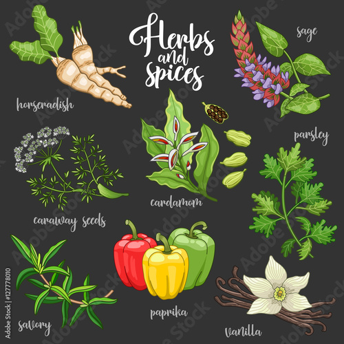 Spices and herbs vector set to prepare delicious and healthy food. Colored botanical illustration on dark background with horseradish, sage, caraway seeds, savory, cardamom, paprika, parsley, vanilla.