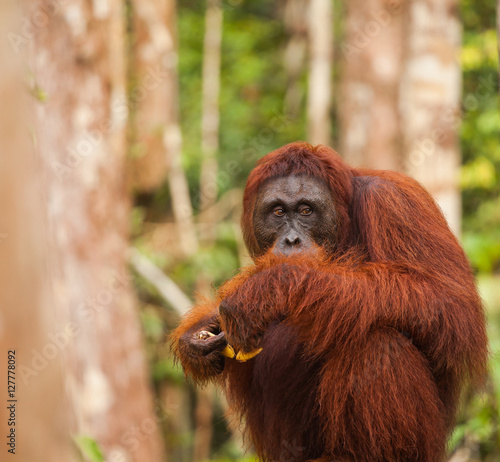 orangutan in nature