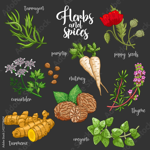 Spices and herbs vector set to prepare delicious and healthy food. Colored botanical illustration on dark background with turmeric, parsnip, tarragon, coriander, oregano, thyme, poppy seed, nutmeg.