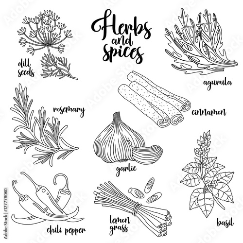 Spices and herbs vector set to prepare delicious healthy food. Contour botanical illustration on white background with dill seed, rosemary, chili pepper, arugula, garlic, cinnamon, basil, lemongrass.