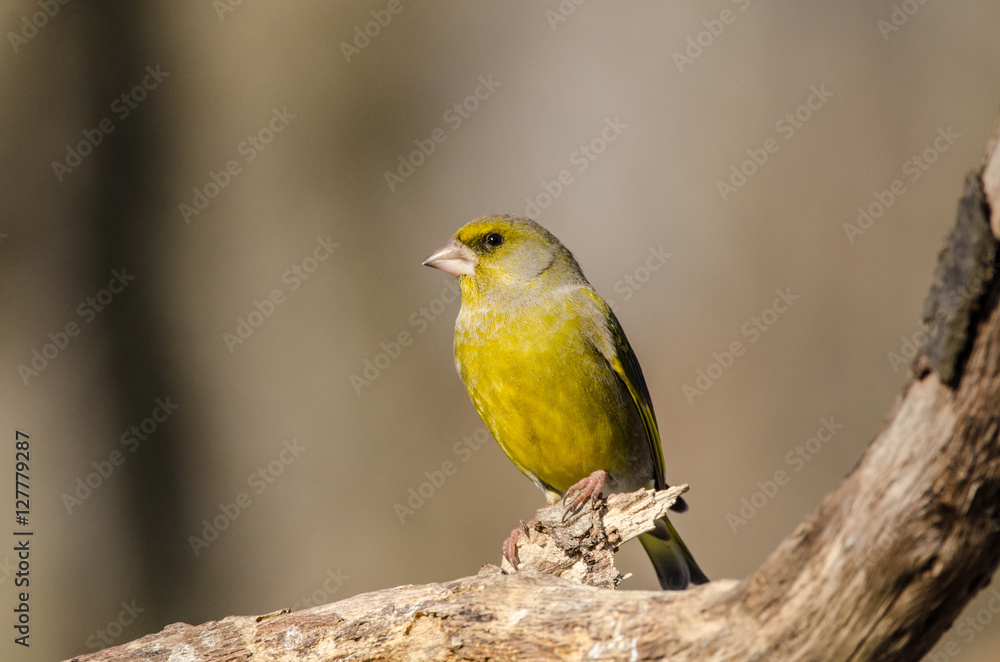 European Greenfinch sitting on the tree European Greenfinch sitting on the tree